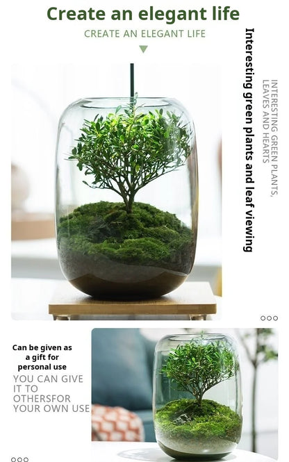 Desktop Bonsai Fresh Bonsai Micro Landscape Eco Bottle Vase Finished Good Nutritious Moss Bonsai