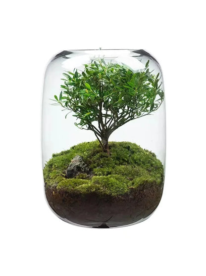 Desktop Bonsai Fresh Bonsai Micro Landscape Eco Bottle Vase Finished Good Nutritious Moss Bonsai